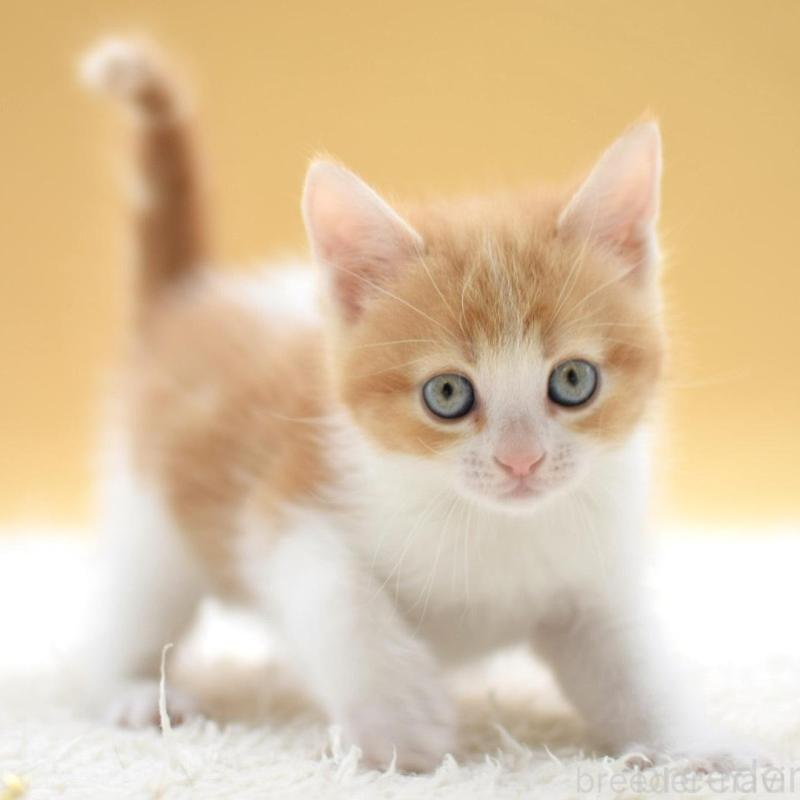 販売中の栃木県のマンチカン-135983の3枚目