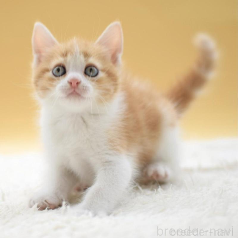 販売中の栃木県のマンチカン-135983の2枚目