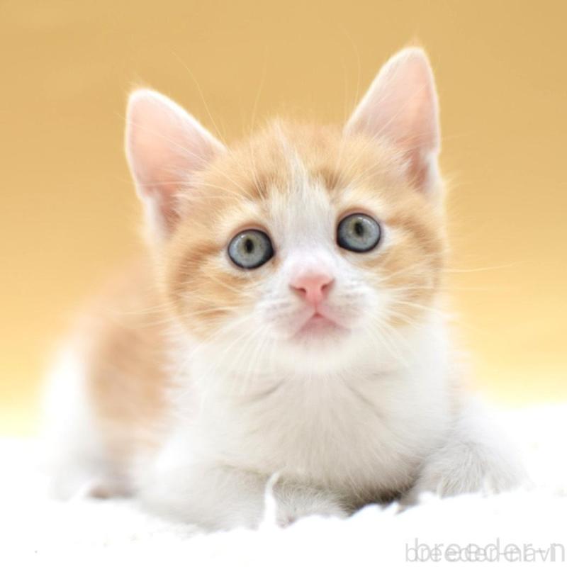 販売中の栃木県のマンチカン-135983