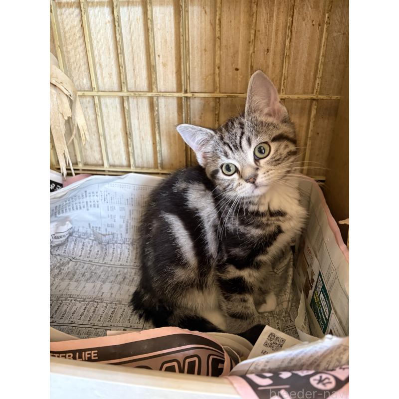 販売中の神奈川県のスコティッシュフォールド-134199の13枚目