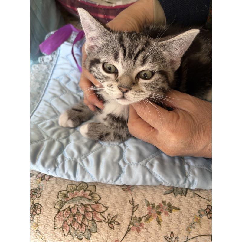 販売中の神奈川県のスコティッシュフォールド-134199の12枚目