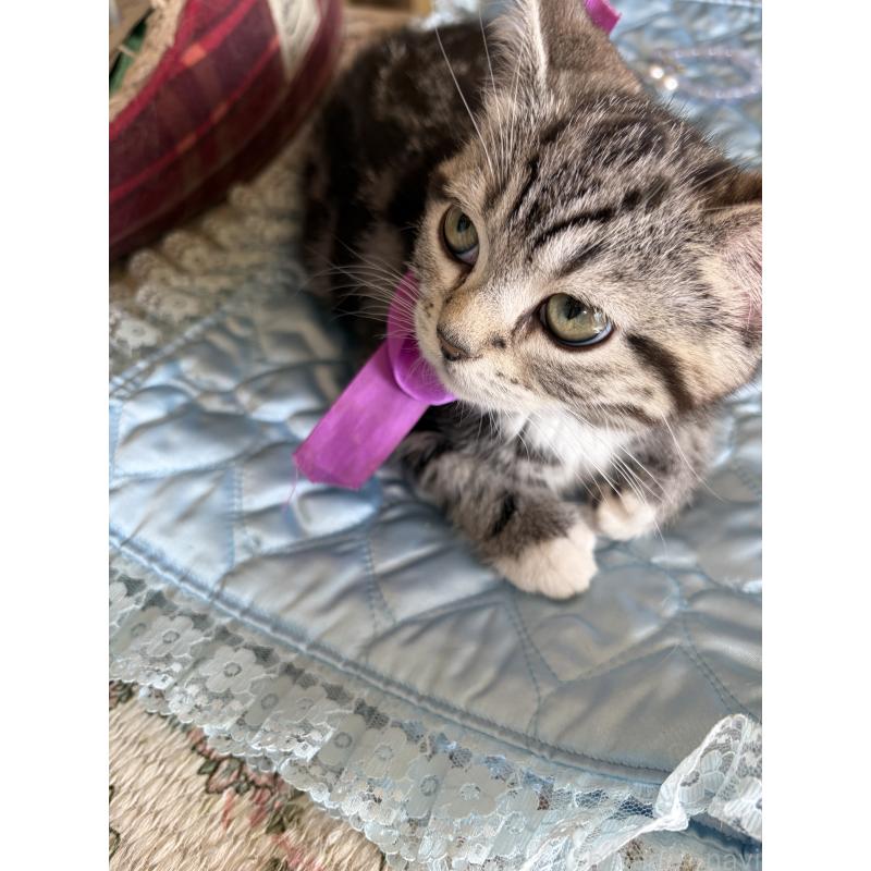 販売中の神奈川県のスコティッシュフォールド-134199の10枚目