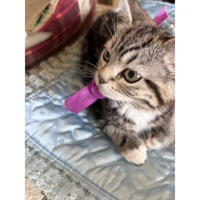 販売中の神奈川県のスコティッシュフォールド-134199の9枚目