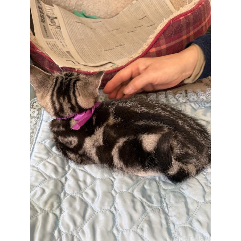 販売中の神奈川県のスコティッシュフォールド-134199の8枚目