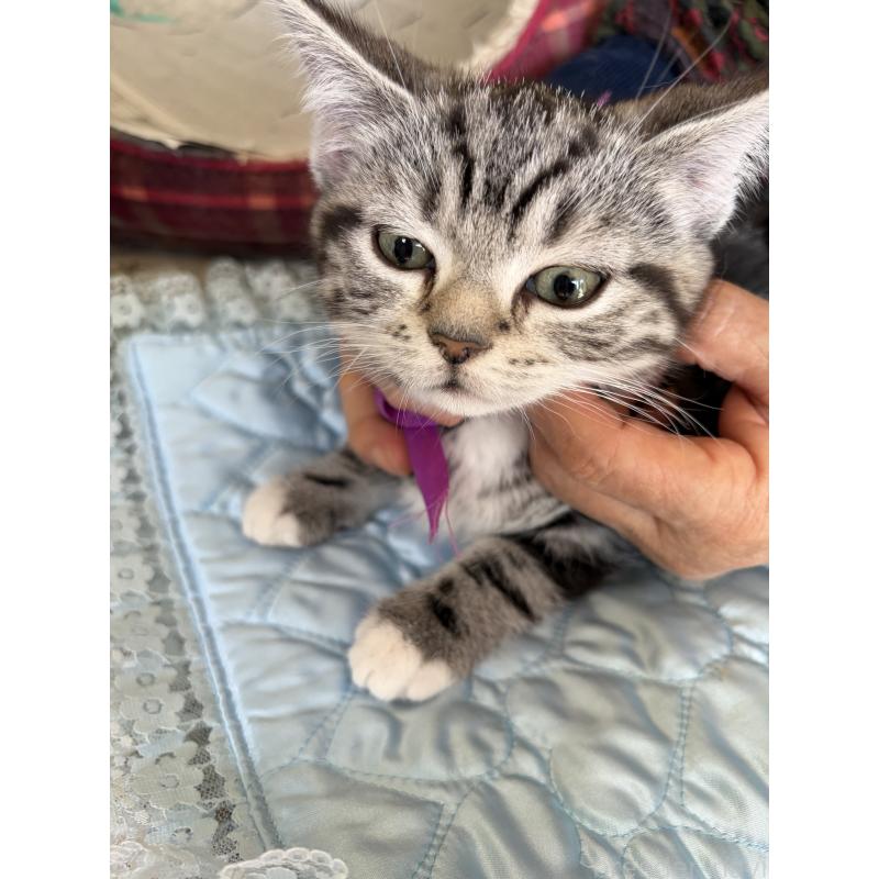 販売中の神奈川県のスコティッシュフォールド-134199の7枚目