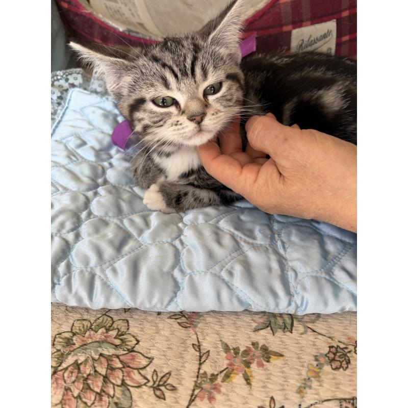 販売中の神奈川県のスコティッシュフォールド-134199の5枚目