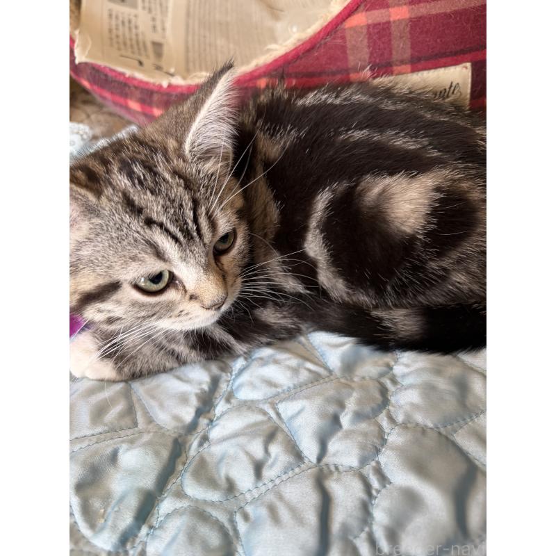 販売中の神奈川県のスコティッシュフォールド-134199の3枚目