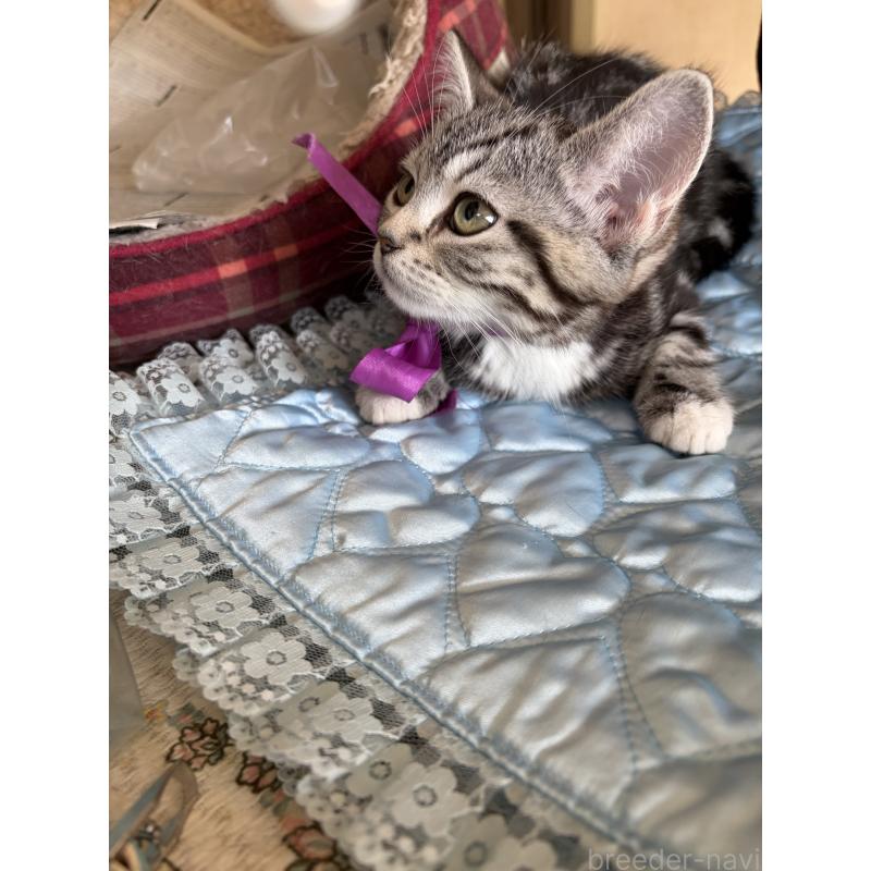 販売中の神奈川県のスコティッシュフォールド-134199の2枚目