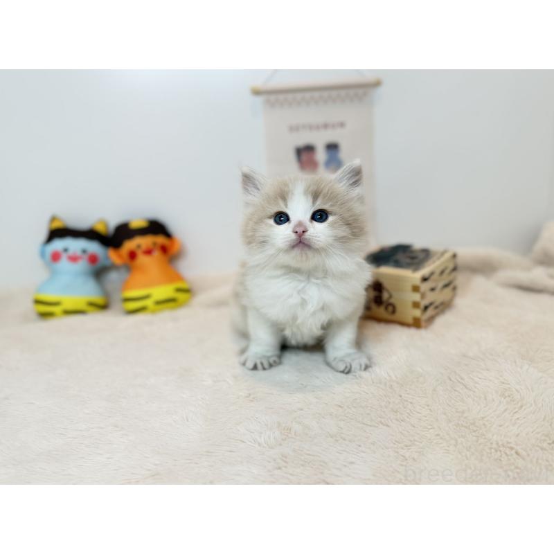 販売中の広島県のノルウェージャンフォレストキャット-135985の3枚目