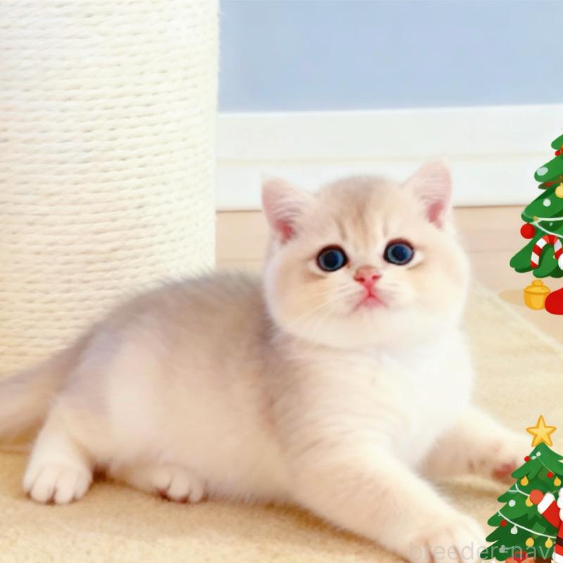 販売中の埼玉県のブリティッシュショートヘア-135987の6枚目