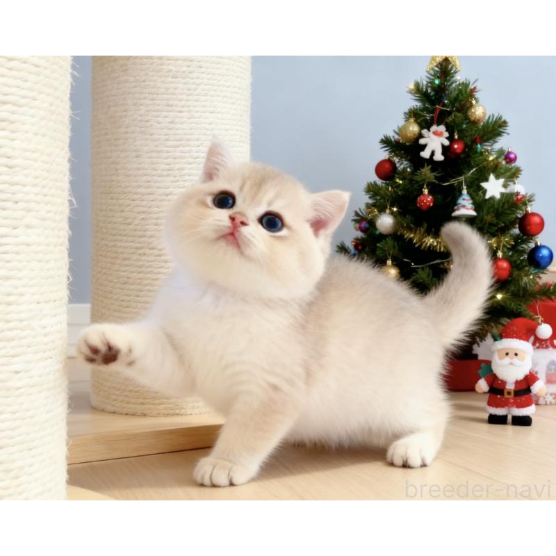 販売中の埼玉県のブリティッシュショートヘア-135987の4枚目