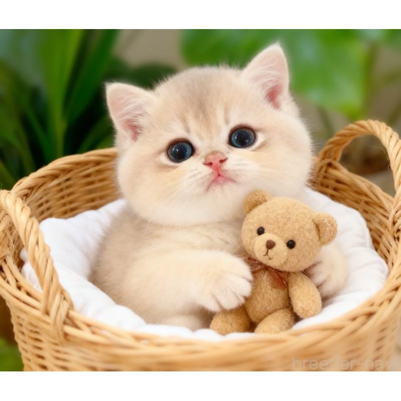 販売中の埼玉県のブリティッシュショートヘア-135987の3枚目