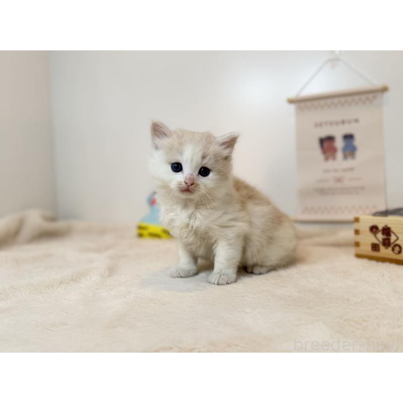 販売中の山口県のノルウェージャンフォレストキャット-135989の3枚目