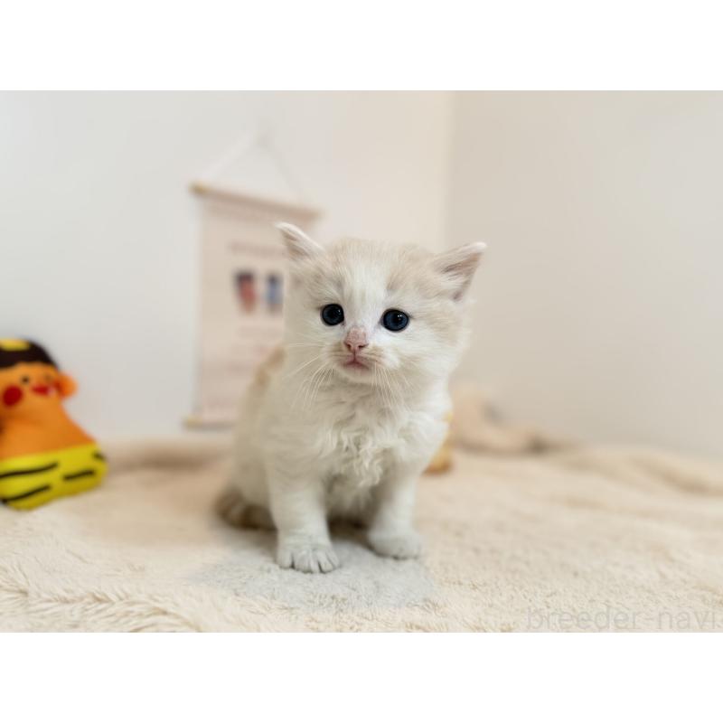 販売中の山口県のノルウェージャンフォレストキャット-135989の2枚目