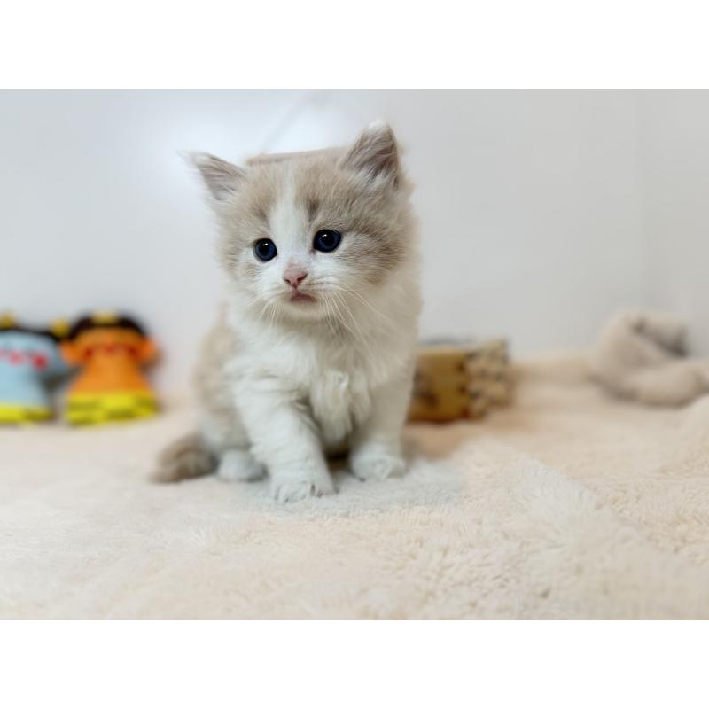 販売中の山口県のノルウェージャンフォレストキャット-135990の3枚目