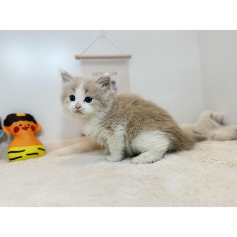 販売中の山口県のノルウェージャンフォレストキャット-135990の2枚目