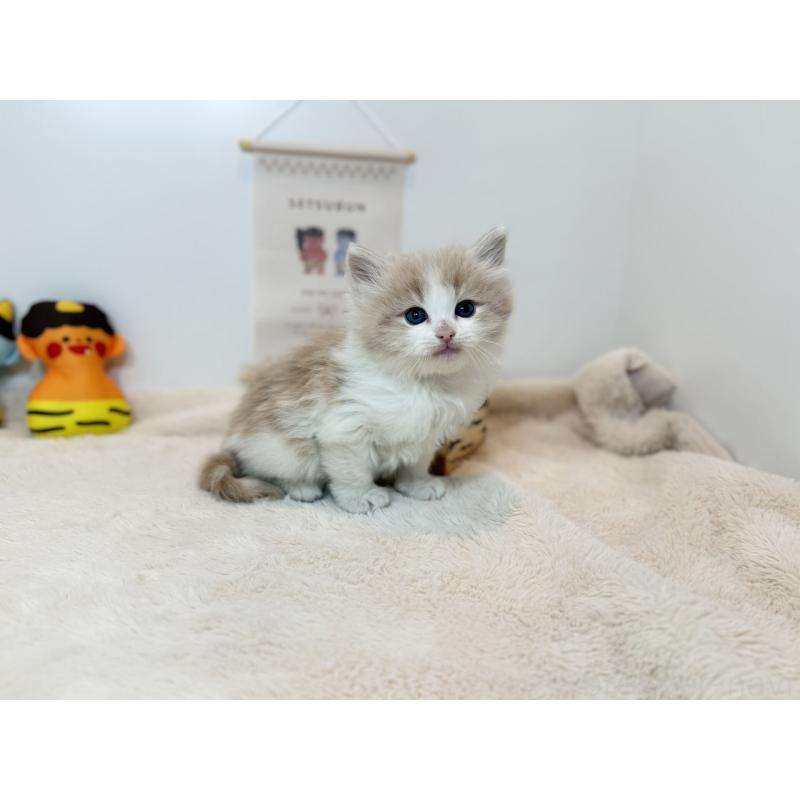 販売中の山口県のノルウェージャンフォレストキャット-135991の2枚目