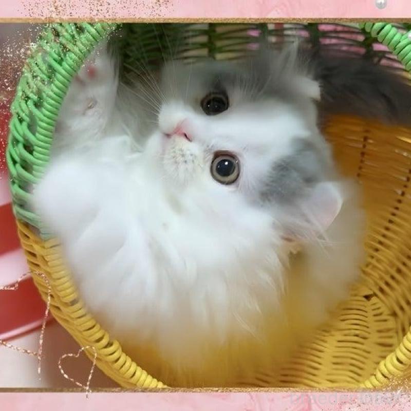 販売中の愛媛県のミヌエット(短足)-135992の6枚目