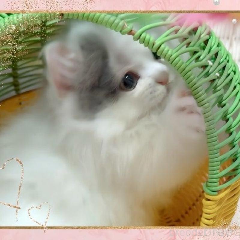 販売中の愛媛県のミヌエット(短足)-135992の5枚目