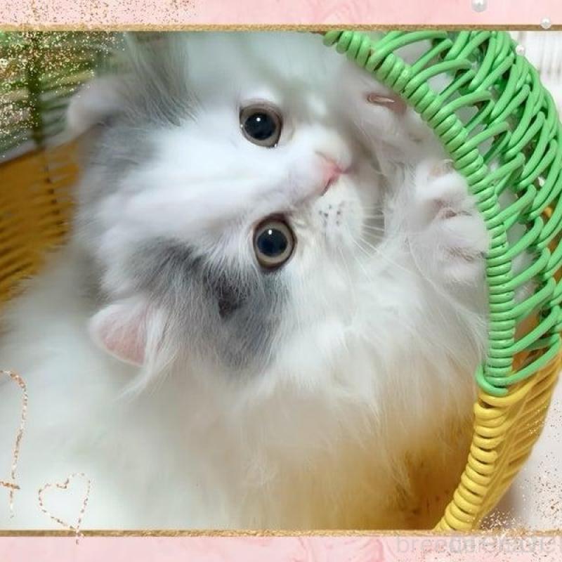 販売中の愛媛県のミヌエット(短足)-135992の4枚目