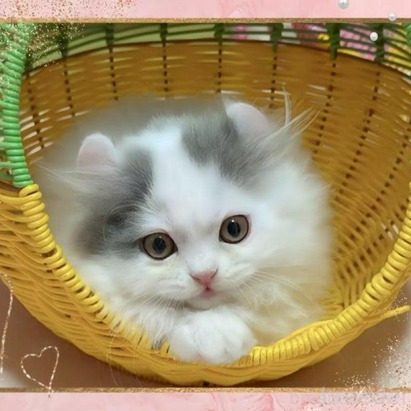 販売中の愛媛県のミヌエット(短足)-135992の3枚目