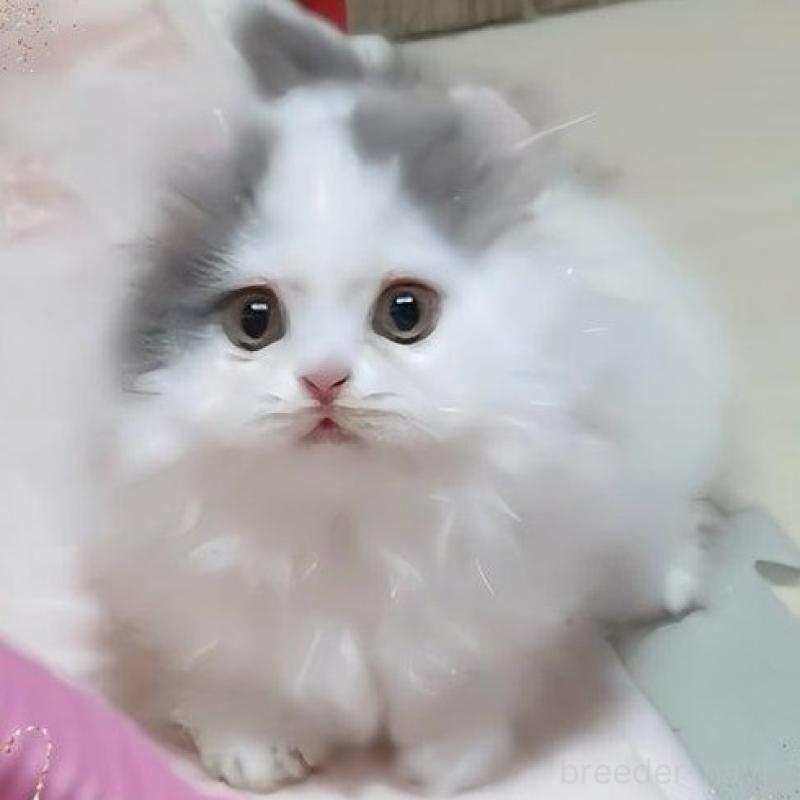 販売中の愛媛県のミヌエット(短足)-135992