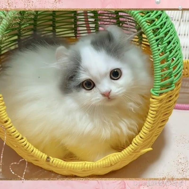 販売中の愛媛県のミヌエット(短足)-135992の2枚目