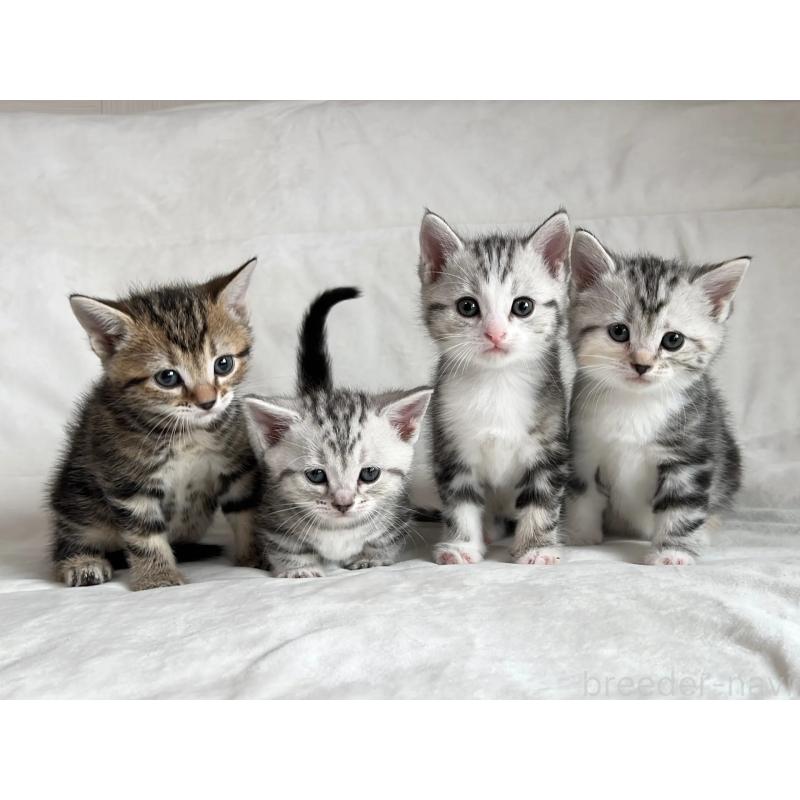 販売中の茨城県のマンチカン-135993の6枚目