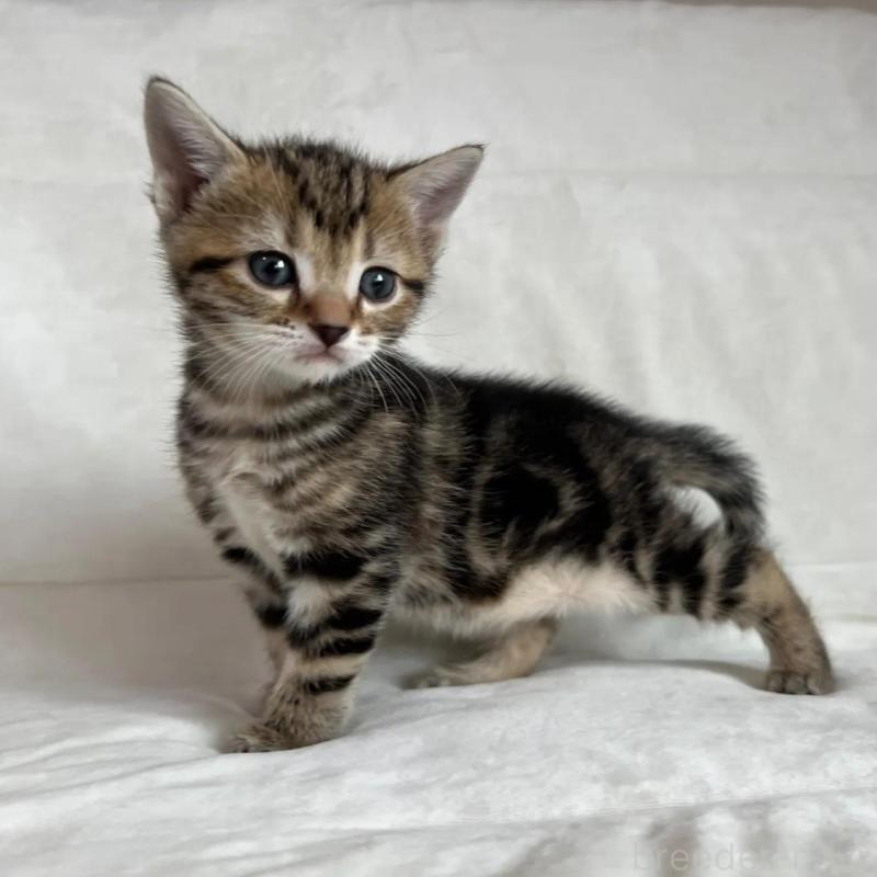 販売中の茨城県のマンチカン-135993の4枚目