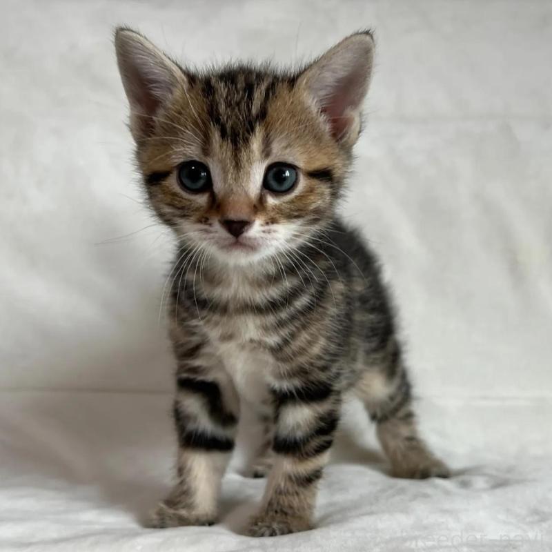 販売中の茨城県のマンチカン-135993