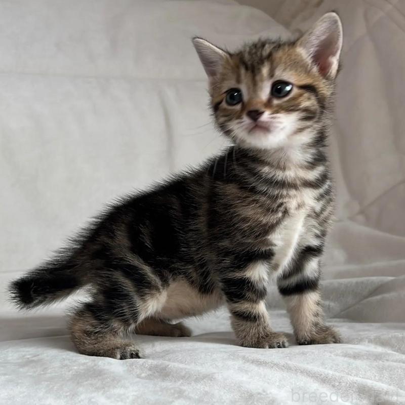 販売中の茨城県のマンチカン-135993の3枚目