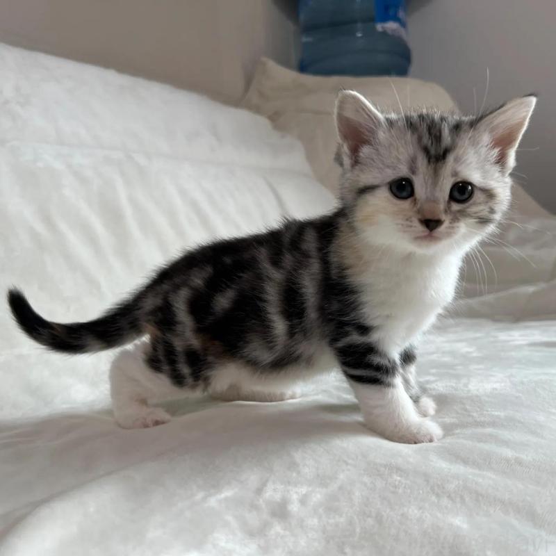 販売中の茨城県のマンチカン-135994の5枚目