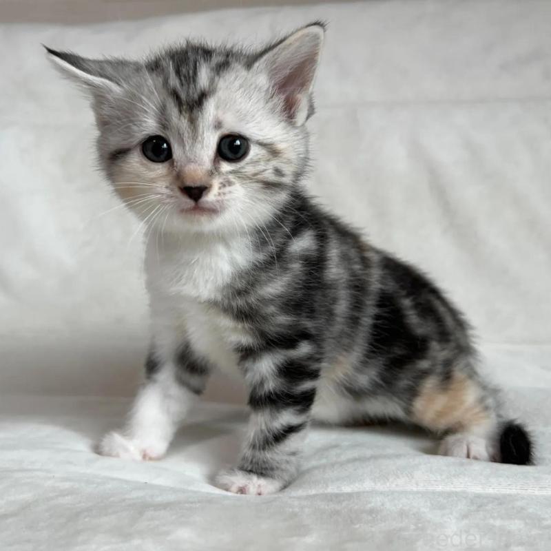 販売中の茨城県のマンチカン-135994の4枚目