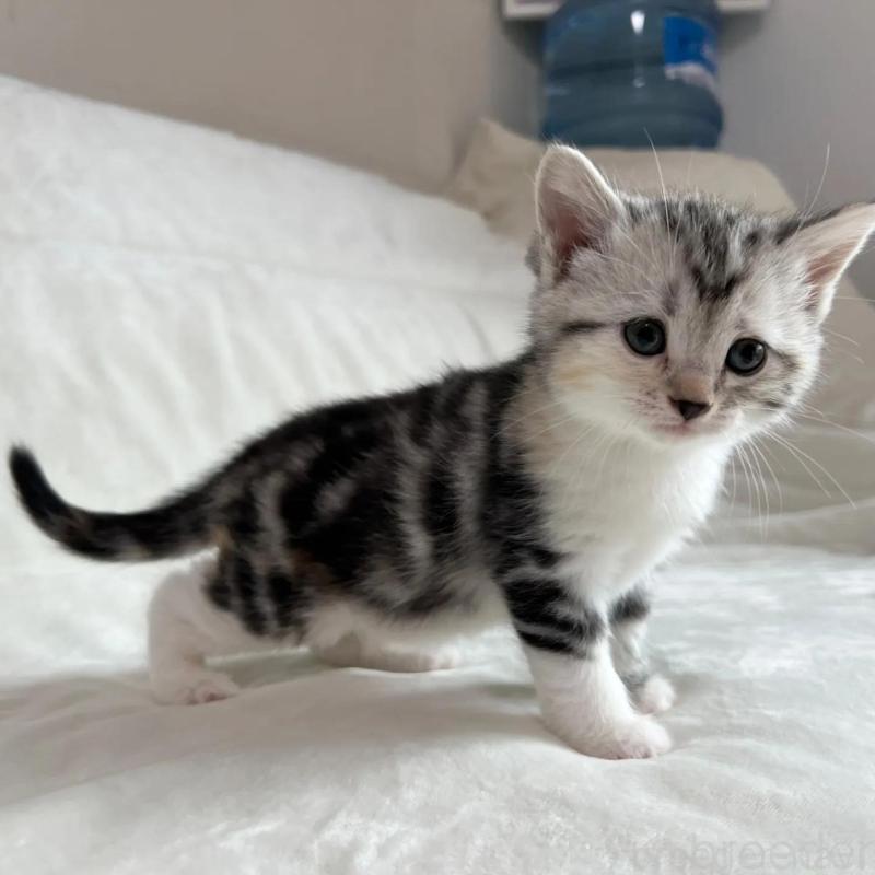 販売中の茨城県のマンチカン-135994の3枚目