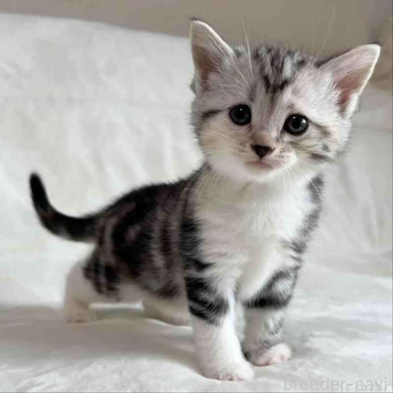 販売中の茨城県のマンチカン-135994の1枚目