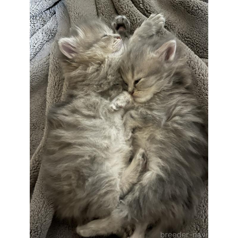 販売中の愛知県のペルシャ(チンチラ)-134172の3枚目