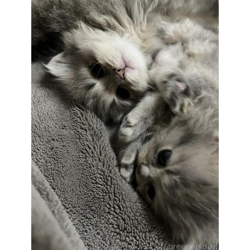 販売中の愛知県のペルシャ(チンチラ)-134172の2枚目