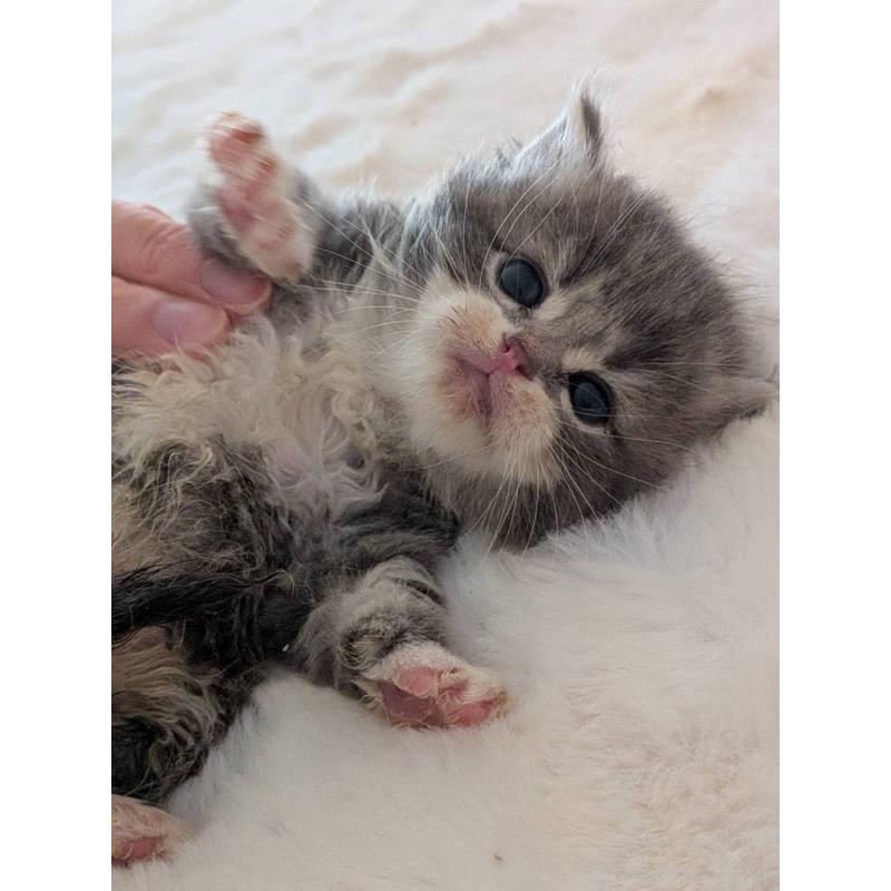 販売中の大阪府のサイベリアン-135995の11枚目