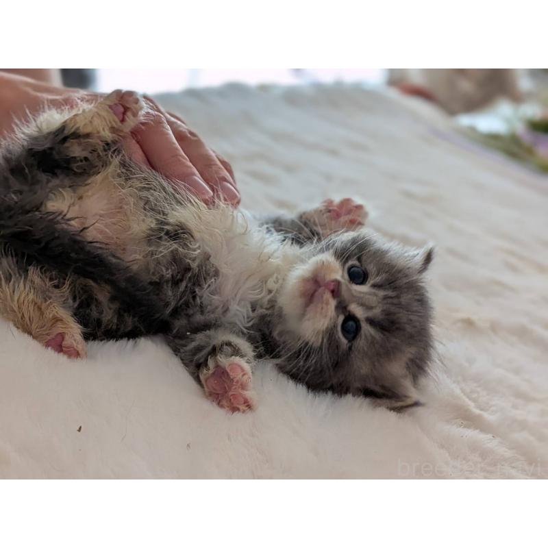 販売中の大阪府のサイベリアン-135995の10枚目