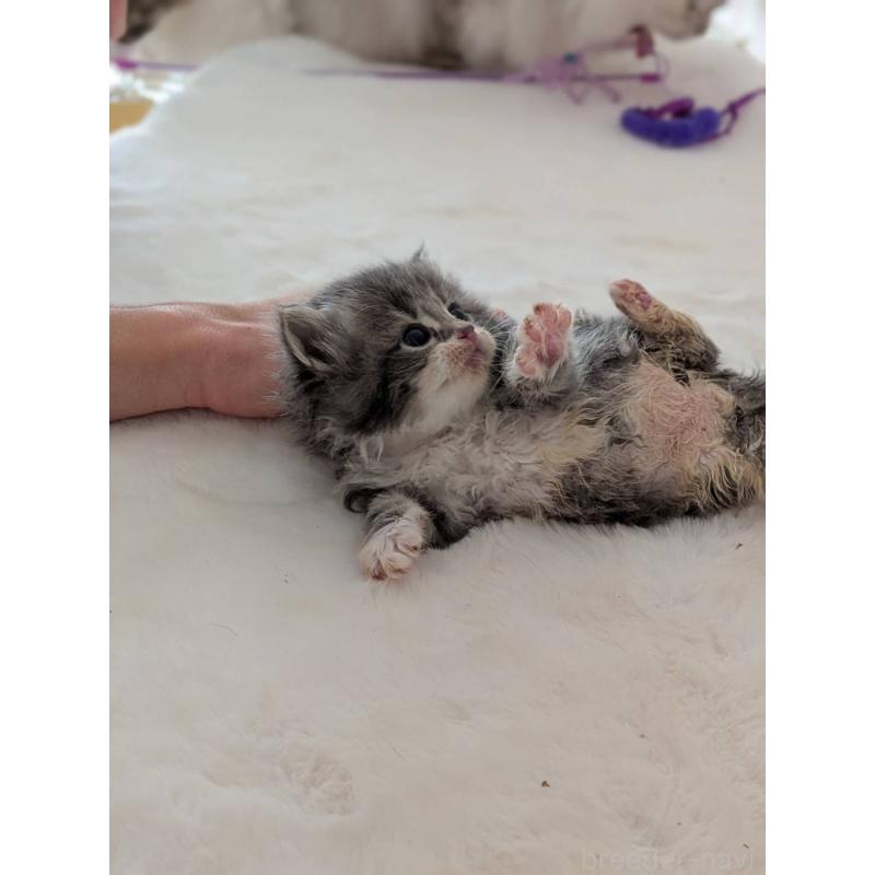 販売中の大阪府のサイベリアン-135995の9枚目