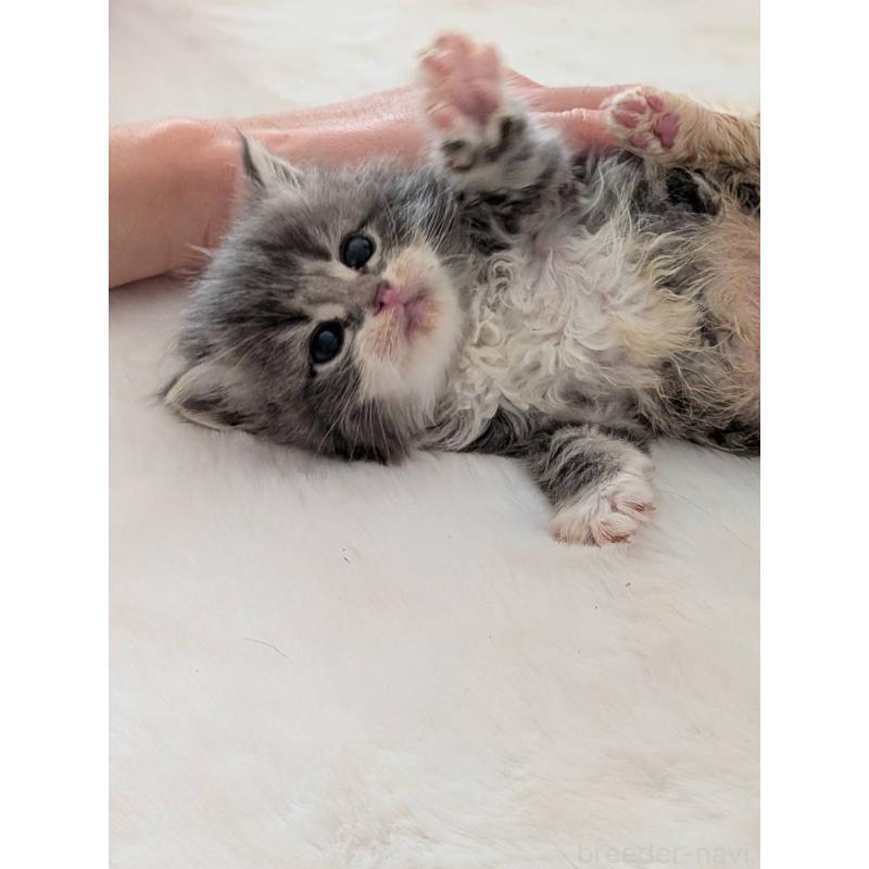 販売中の大阪府のサイベリアン-135995の8枚目