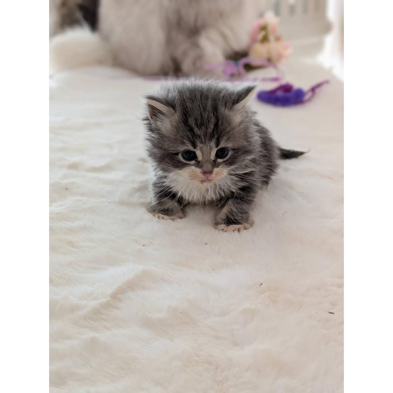 販売中の大阪府のサイベリアン-135995の6枚目