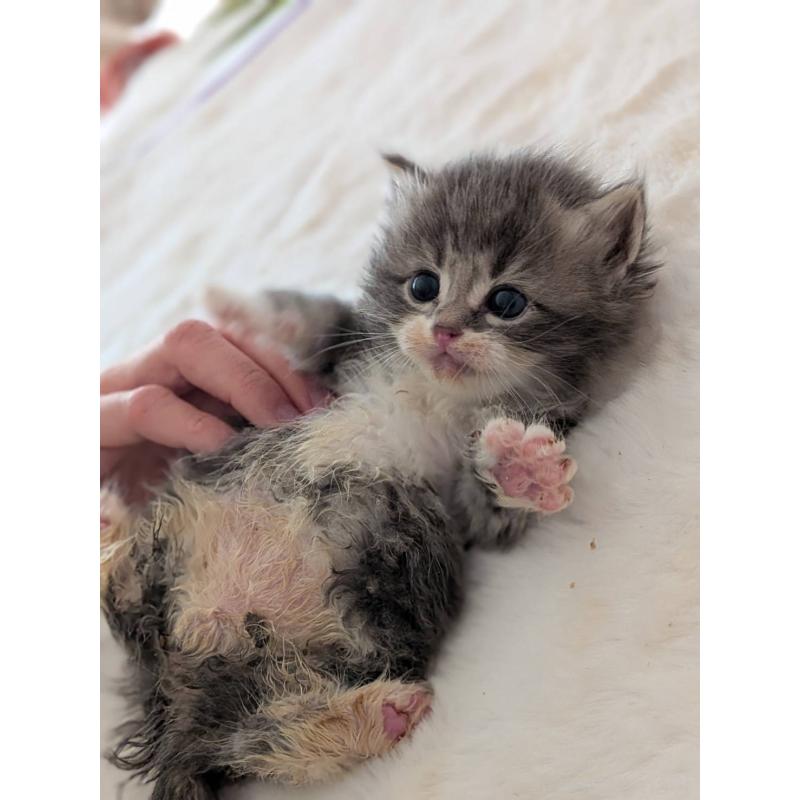 販売中の大阪府のサイベリアン-135995の4枚目