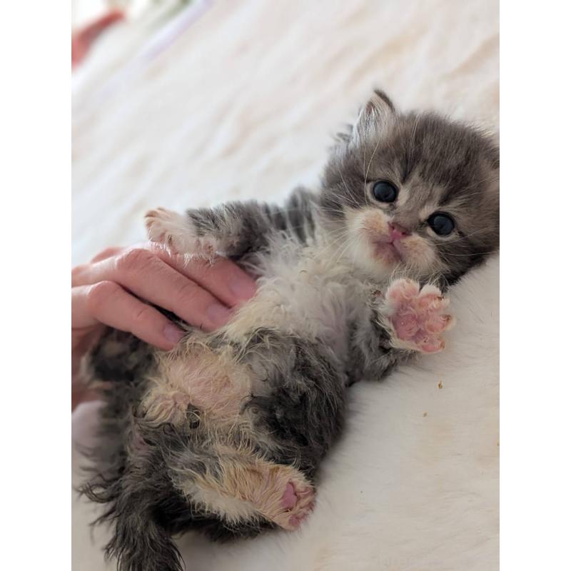 販売中の大阪府のサイベリアン-135995の3枚目