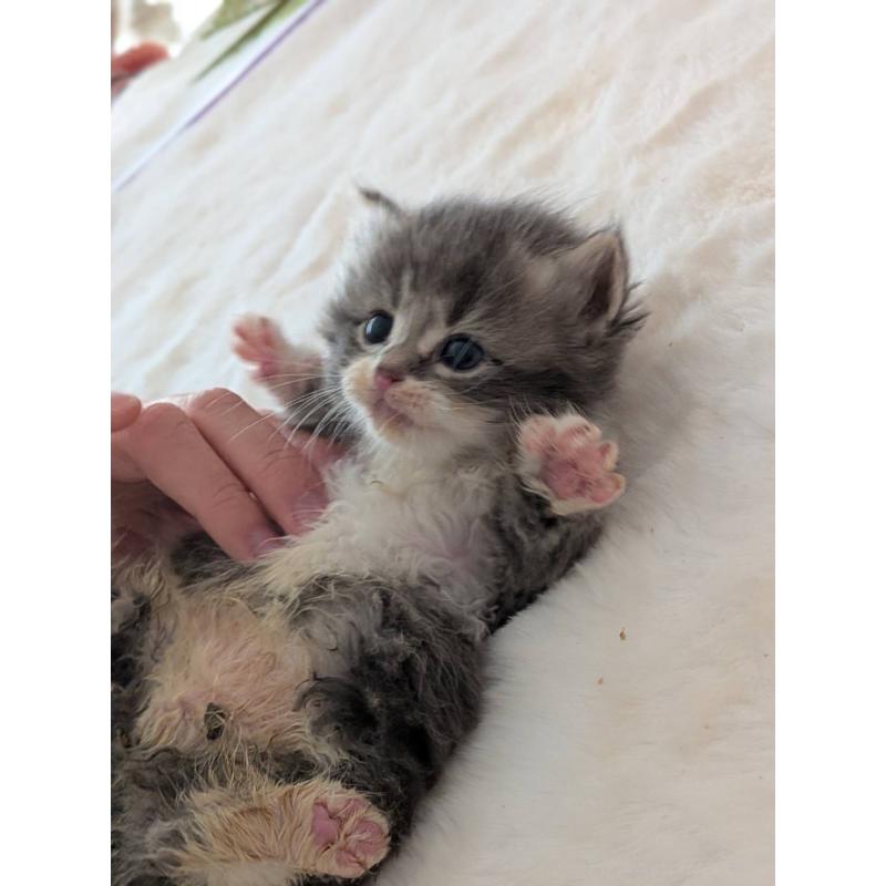 販売中の大阪府のサイベリアン-135995の2枚目