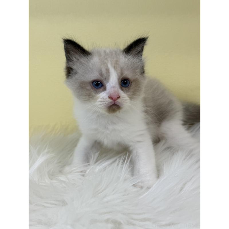 販売中の埼玉県のラグドール-135903の4枚目