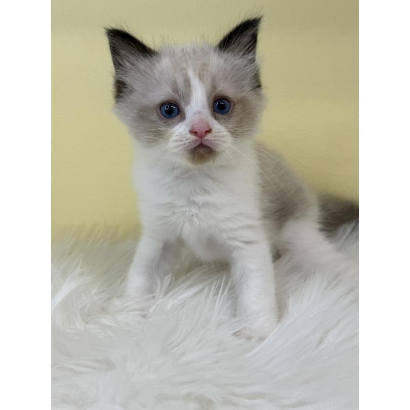 販売中の埼玉県のラグドール-135903の3枚目