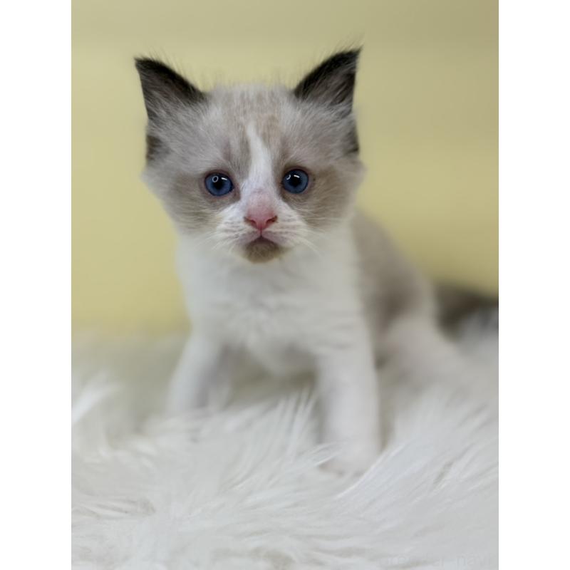 販売中の埼玉県のラグドール-135903の2枚目