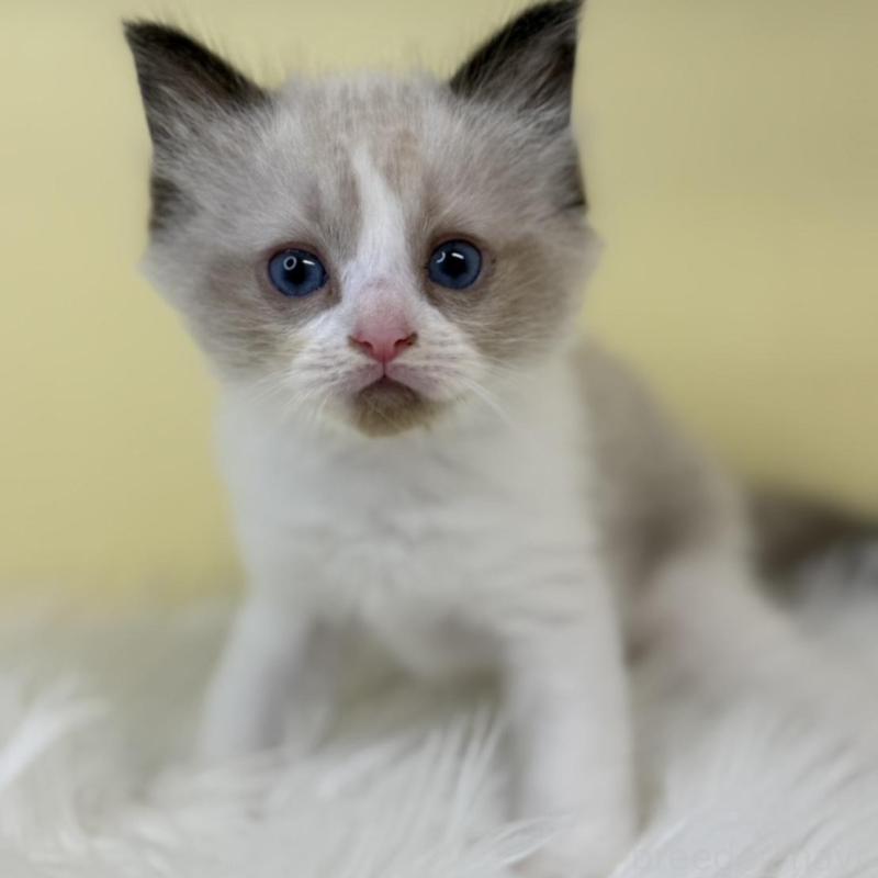 販売中の埼玉県のラグドール-135903