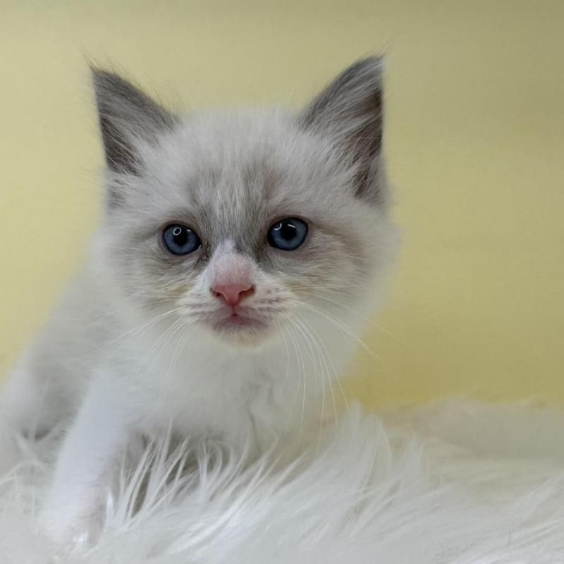 販売中の埼玉県のラグドール-135904の1枚目